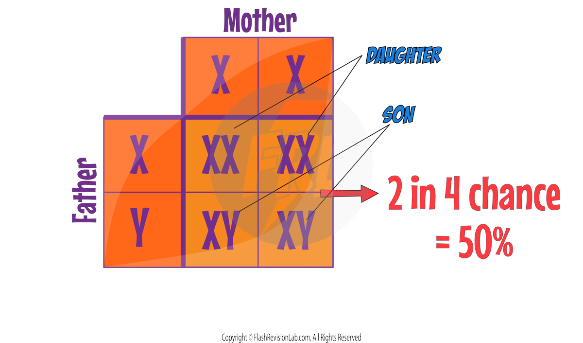 XY Punnet Square